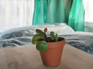 Blume in Ida