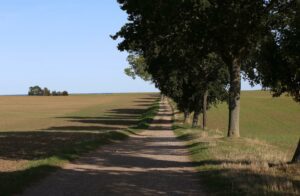 Allee in Süssau